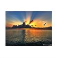 Load image into Gallery viewer, Rays